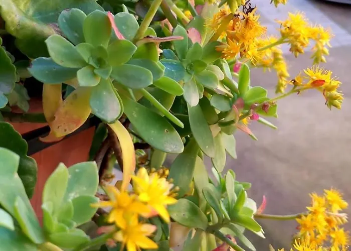 Al Civico 7 בית נופש